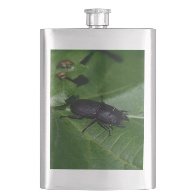 Petaca Dorcus parallelipipedus , el escarabajo de menor t (Anverso)