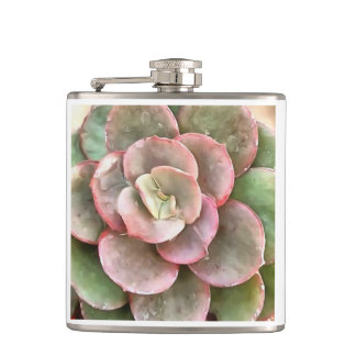 Petaca Echeveria Cactus Suculento Pintura Acrílica