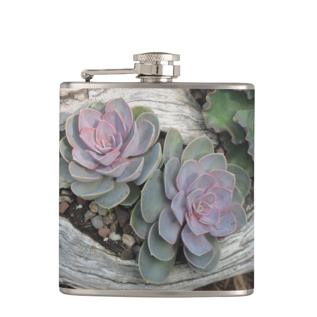 Petaca Echeveria Succulent Flask (Anverso)