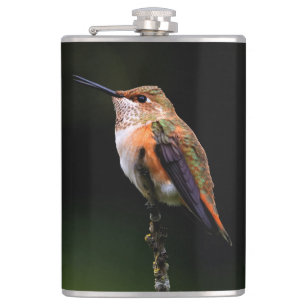 Petaca El Adorable Hummingbird Rufous en una rama