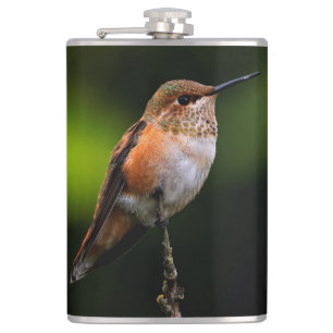 Petaca El Adorable Hummingbird Rufous en una rama