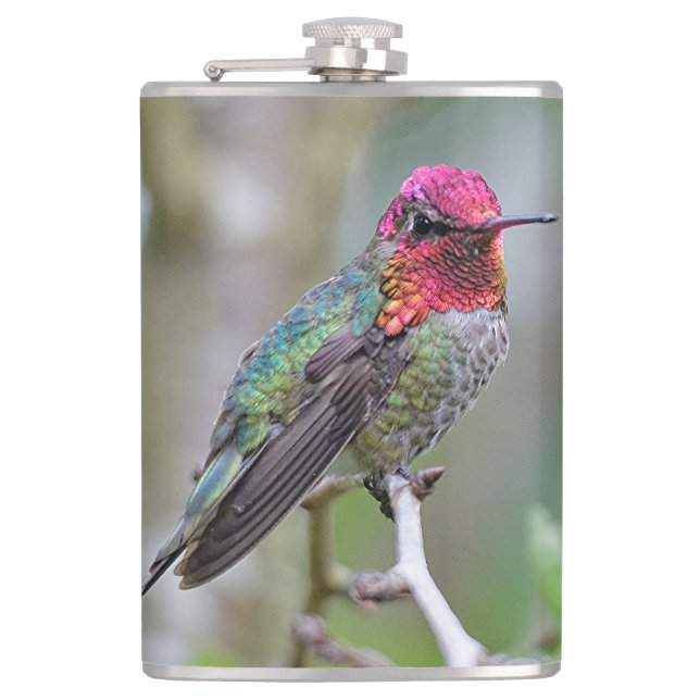Petaca El colibrí de Anna, un hombre asombroso, en el árb (Anverso)