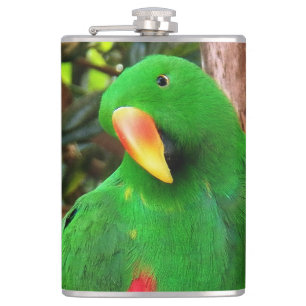 Petaca "El Orador Verde" Eclectus Parrot