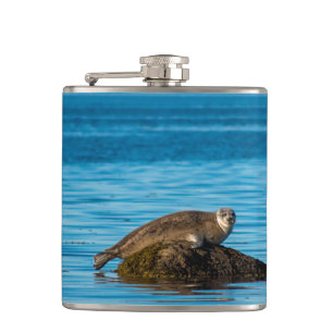 Petaca Foca de puerto Atlántico