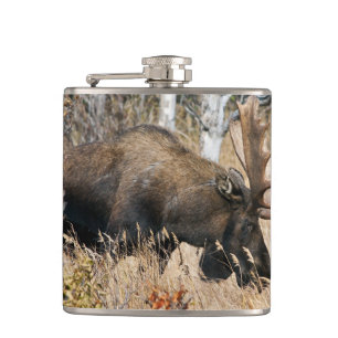Petaca Grazing Bull Moose