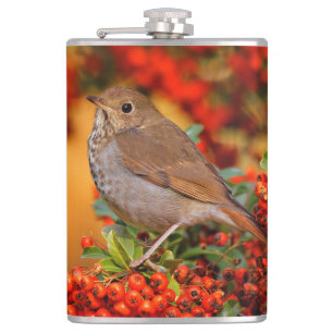 Petaca Hermit Thrush Songbird en el Fuego de Escarlata