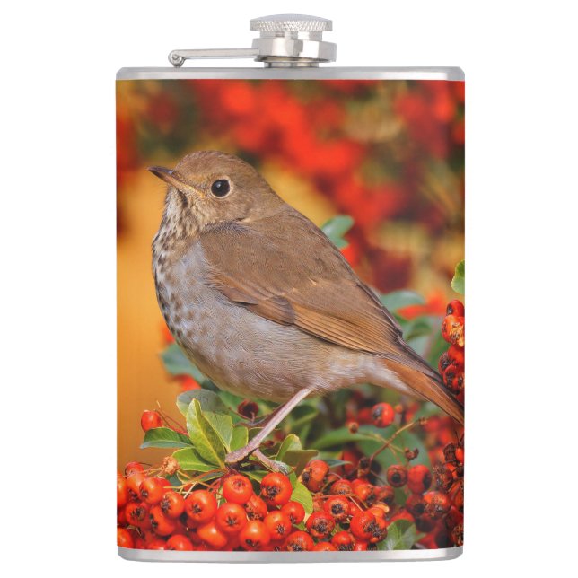 Petaca Hermit Thrush Songbird en el Fuego de Escarlata (Anverso)
