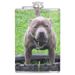 Petaca Hombre Adulto Staffordshire Terrier Listo Para Jug