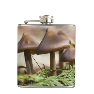 Petaca Hongos en el bosque