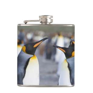 Petaca King Penguins