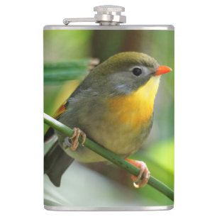 Petaca Leiothrix colorida / Pekin Robin Songbird