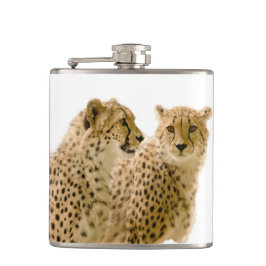 Petaca Magnífica foto de un lindo gato