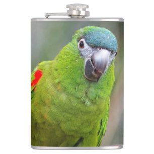 Petaca Mini Macaw de Hahn / Macaw de hombros rojos