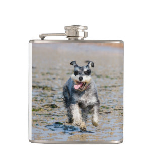 Petaca mini schnauzer-run