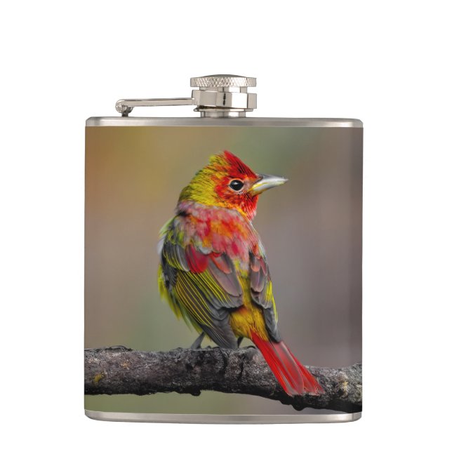 Petaca Moldura de Tanager de escarlata - Fotografía origi (Anverso)