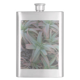 Petaca Nevada succulantes