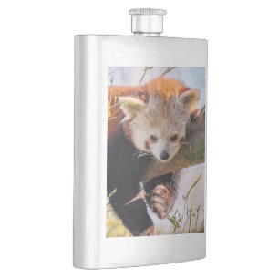 Petaca Panda rojiza perezosa