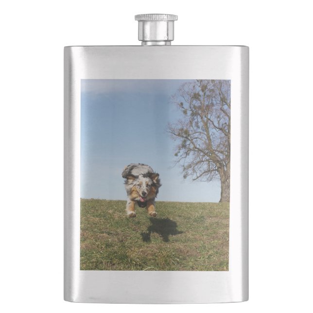 Petaca pastor australiano de merle azul saltando (Anverso)