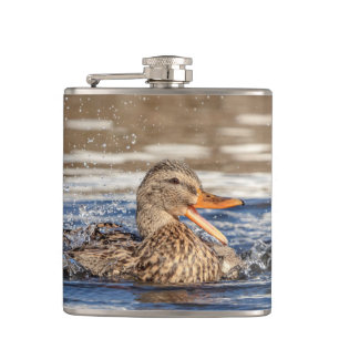 Petaca Pato Mallard en Downing Park