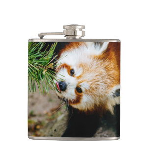 Petaca Pequeña panda roja con el helecho - fotografía