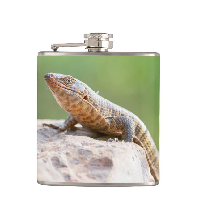 Petaca Plated Lizard (Anverso)