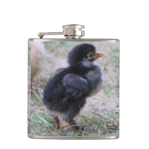 Petaca pollo, pollitos, pollos, pollito, animal, ave,