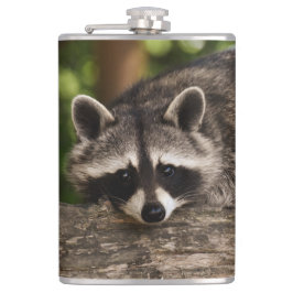Petaca Raccoon