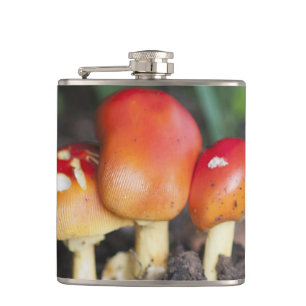 Petaca seta de la familia Amanita