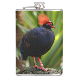 Petaca Sorprendente Rulu-Roul Crested Wood Partridge Bird