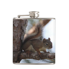 Petaca Squirrel in a Pine Tree