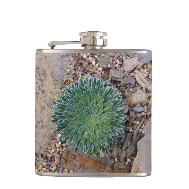 Petaca Suculenta planta del desierto (Anverso)