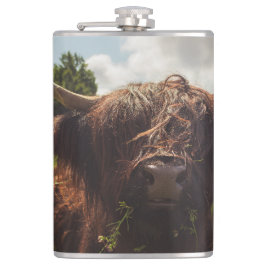 Petaca Vaca negra de tierras altas pastoreando verde luz