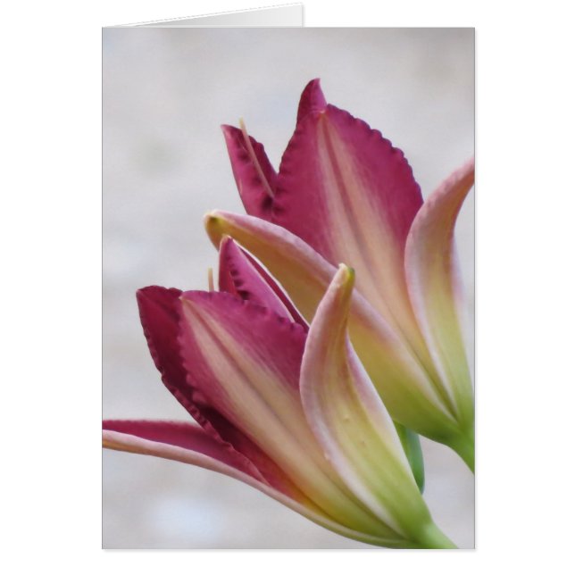 Petales de apertura - Diarios (Frente)