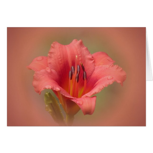 Petales de fresa (Anverso (Horizontal))