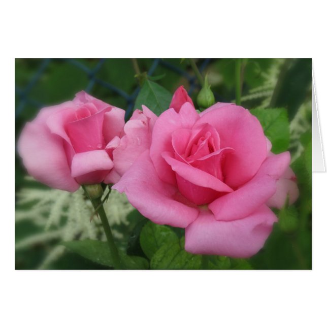 Petales rosados - Rosas (Anverso (Horizontal))