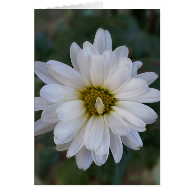 pétalo blanco retorcido (Frente)