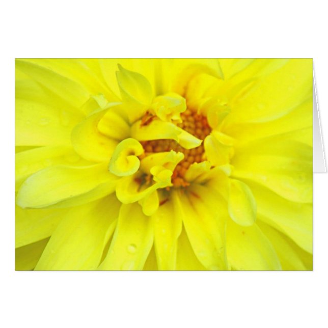 Pétalos amarillos (Anverso (Horizontal))