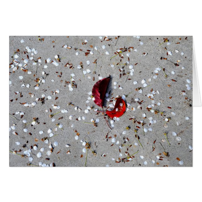 Pétalos blancos de hojas rojas (Anverso (Horizontal))