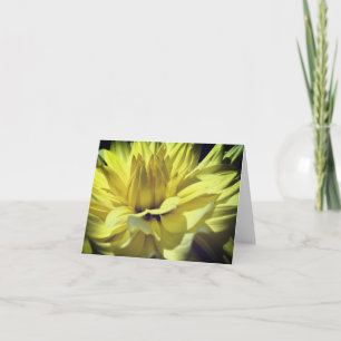 Pétalos de Flor de Dalia Amarilla Nota de Fotograf