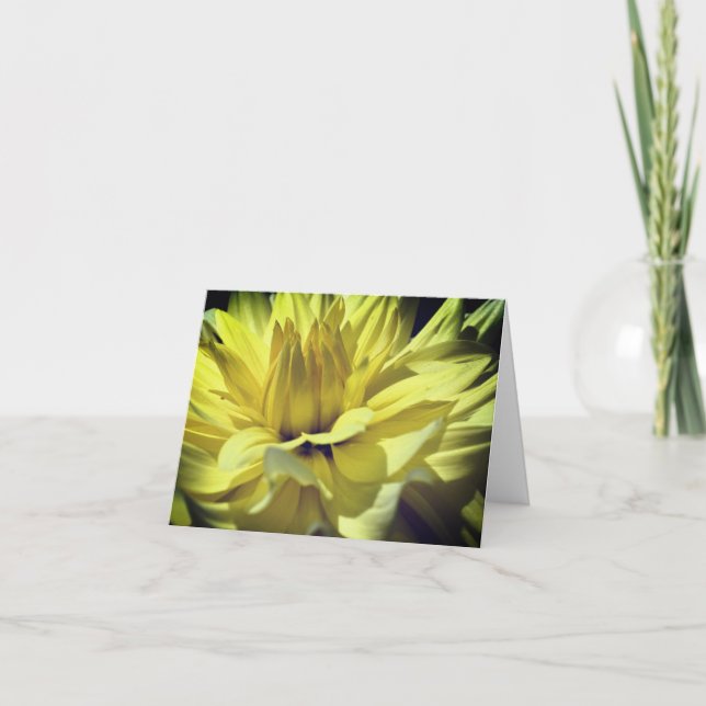 Pétalos de Flor de Dalia Amarilla Nota de Fotograf (Anverso)