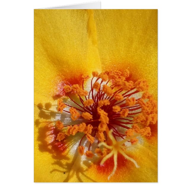 Pétalos de flores amarillas (Frente)