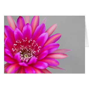 Pétalos de flores de cactus rosados vibrantes.