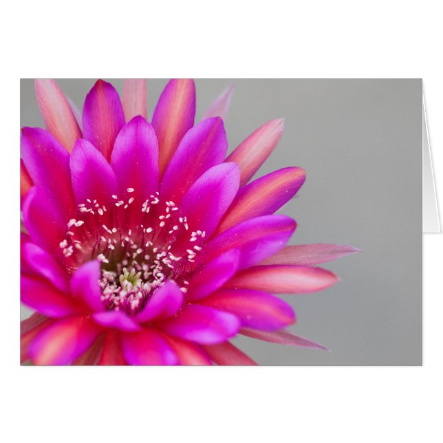 Pétalos de flores de cactus rosados vibrantes. (Anverso (Horizontal))