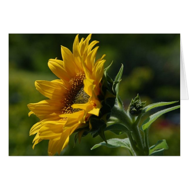 Pétalos de girasol Polen Amarillo (Anverso (Horizontal))