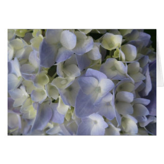 Pétalos de hidrangea