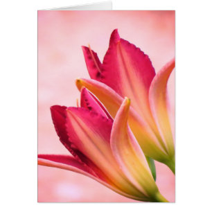 Pétalos de la abertura - Daylilies - sangría