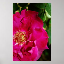 Pétalos de la impresión de verano