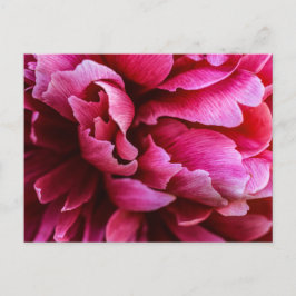 Pétalos de Peonía Rosa de Postal
