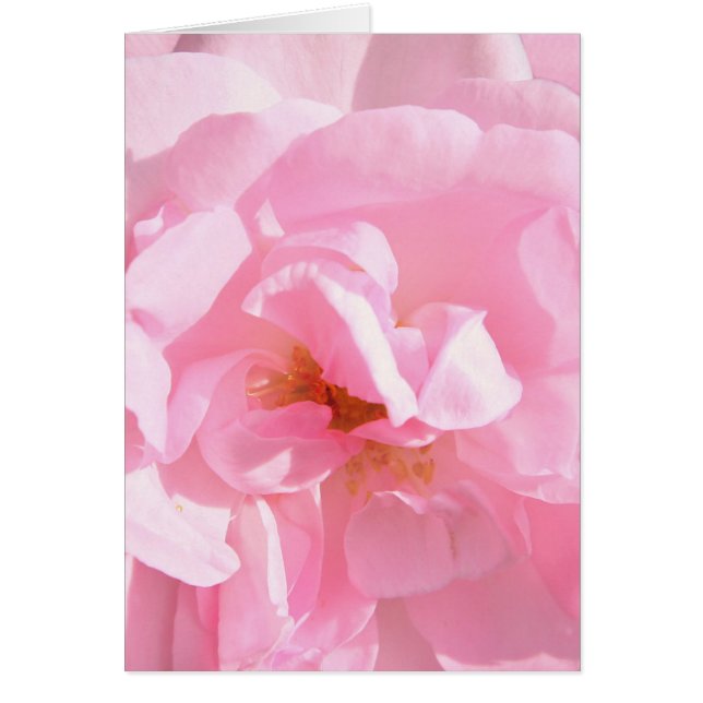 pétalos de rosa rosa pálido (Frente)