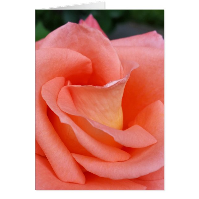 pétalos de rosa rosa rosa rosado (Frente)